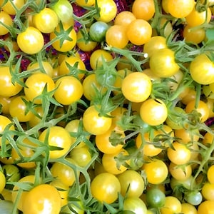White Cherry, Tomato, Heirloom Seeds, Open-pollinated Fresh Vegetable Seeds Non-GMO