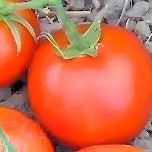 Thessaloniki, Tomato,   Heirloom Seeds, Open Pollinated Gardening Non-GMO