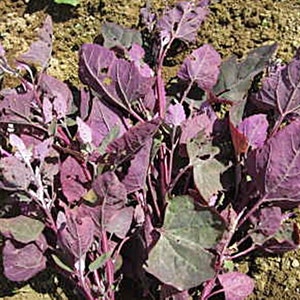 Orach Purple Mountain,  Spinach,  100+ Heirloom Garden Seeds  Open Pollinated Container Gardening Non-GMO