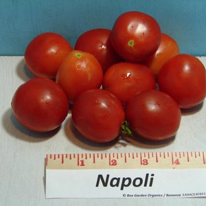 Napoli, Tomato, Heirloom Seeds, Non-GMO Extreme Producer Very Flavorful Great Canning Open Pollinated Gardening
