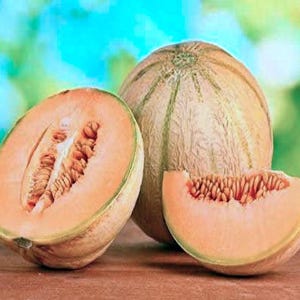 Heirloom Cantaloupe Seeds: Golden Delicious (Sweet, Early Ripening)
