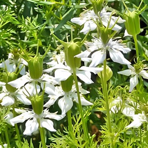 Black Cumin Seeds: Culinary and Medicinal Herb image 4