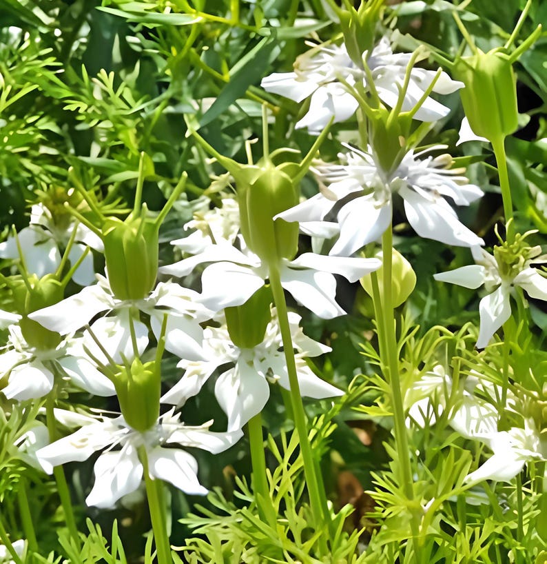 Black Cumin Seeds: Culinary and Medicinal Herb image 4