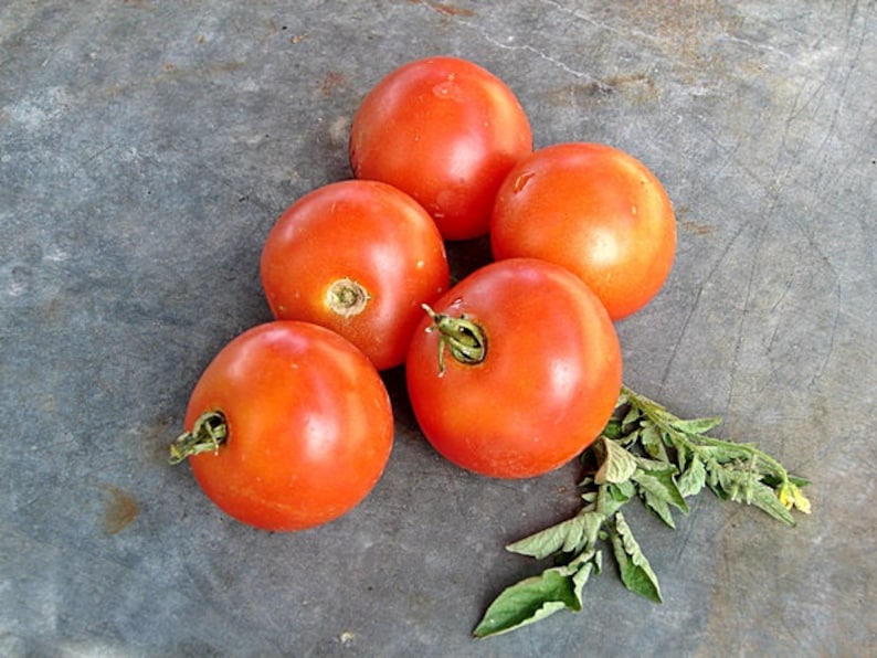 Glacier Tomato Seeds Heirloom Garden Seeds Non-GMO 30 ...