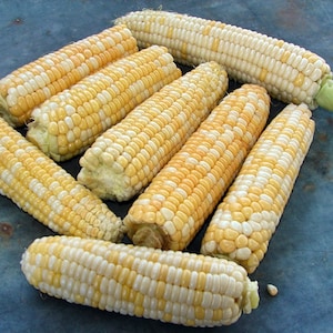 Double Standard,  Sweet Corn,  Heirloom Seeds,  Vegetable Seeds   Naturally Grown Open-pollinated  Bi-Color
