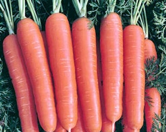 Scarlet Nantes,  Carrot,   Heirloom Garden Seeds  Container Gardening