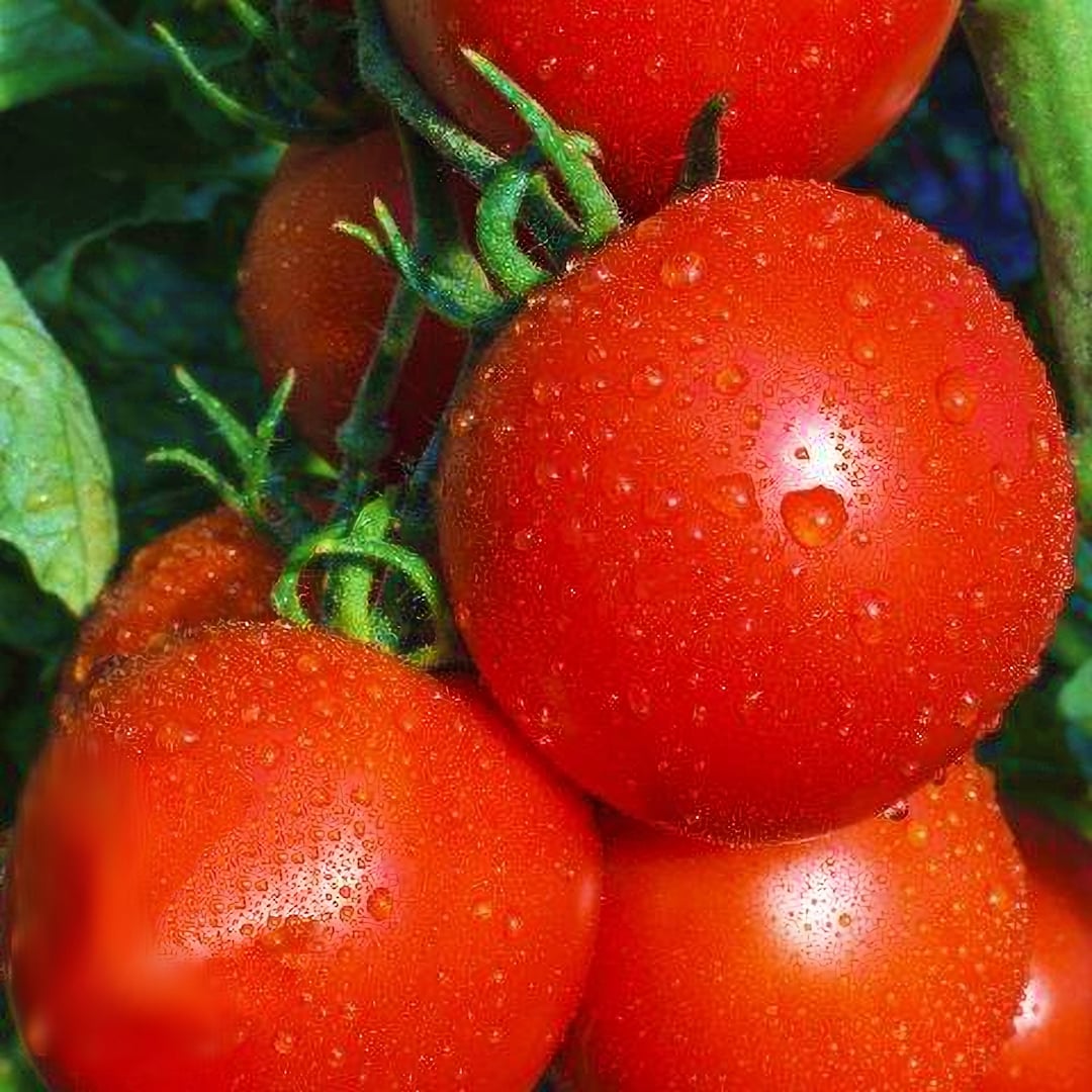 New Yorker, Tomato, Heirloom Garden Seeds Super Early Short Season Open