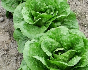 Parris Island Cos,  Romaine Lettuce,  Heirloom Garden Seeds  Open Pollinated   Vegetable Seeds   Non-GMO