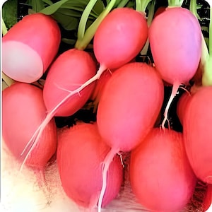 Pink Lady Slipper,   Radish,    Heirloom Seeds,  Non-GMO Vegetable Seeds