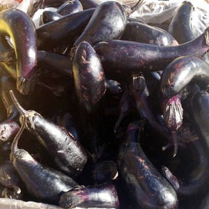 Florida Market,  Eggplant,  Heirloom Seeds,  Naturally Grown   Open Pollinated   Heirloom Gardening   Non-GMO