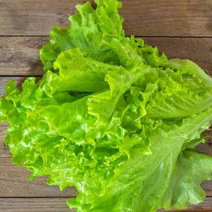 Tango,  Lettuce,  Heirloom Seeds,   Vegetable Seeds Heat & Frost Resistant Lactuca sativa Non-GMO
