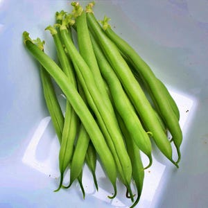 Sunray, Bush Bean Seeds: Heirloom Stringless, Open Pollinated
