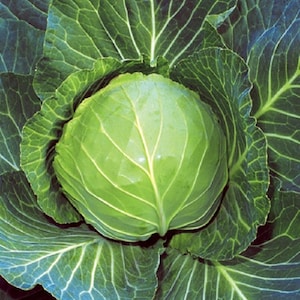 Brunswick Cabbage Seeds: German Heirloom, Non-GMO, Open Pollinated
