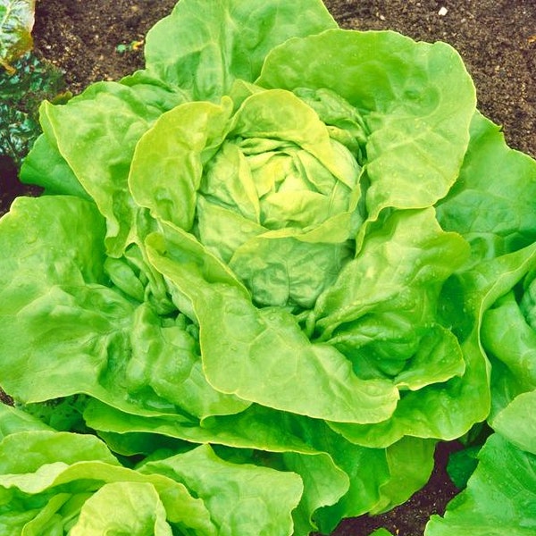 Capitaine Butterhead,  Lettuce,  Heirloom Garden Seeds  Open Pollinated   Vegetable Gardening   Non-GMO   New 2023