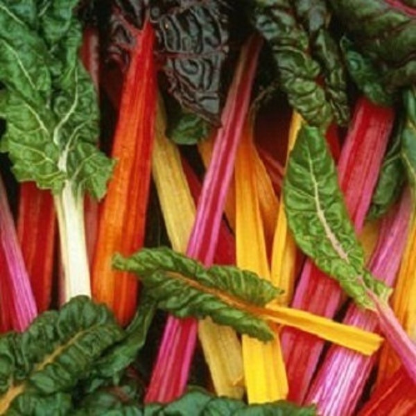 Rainbow Swiss Chard  Mix   Heirloom Garden Seeds  Open Pollinated   Container Gardening   Vegetable Seeds   Non-GMO