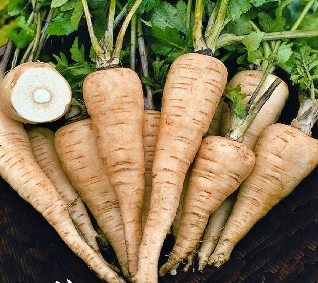 352V Parsnip Harris Model | Crosman Seed Corp
