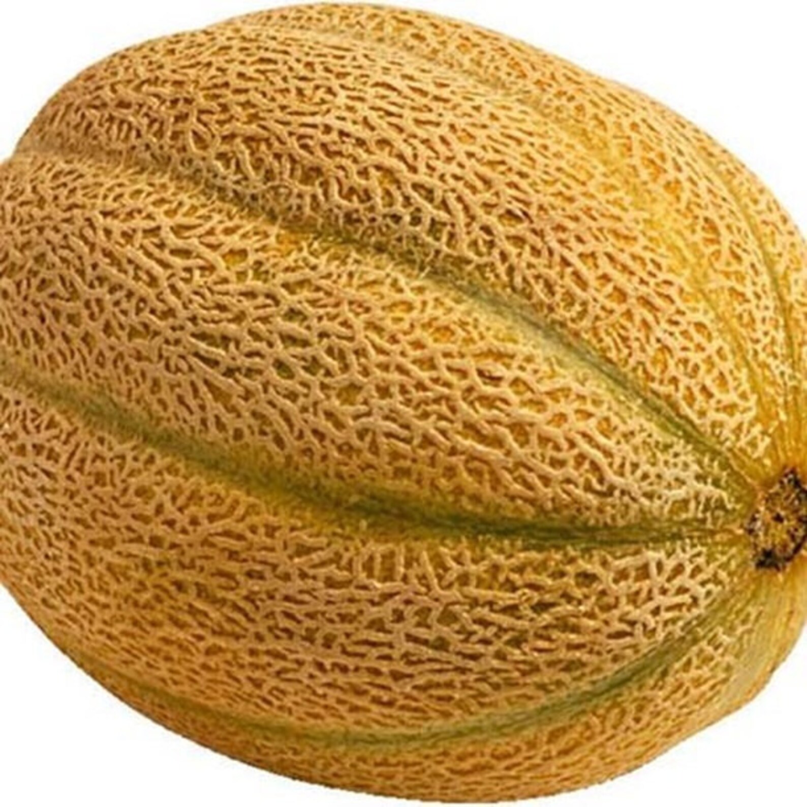 Planters Jumbo Cantaloupe Seeds / Heirloom Melon Nongmo Etsy