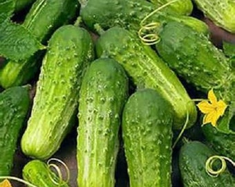 National Pickling,  Cucumber,  Heirloom Garden Seeds  Open Pollinated  Vegetable Gardening  Non-GMO