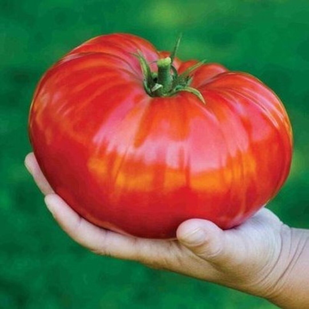 Beefsteak Pink, Tomato, Heirloom Garden Seeds Open Pollinated Container