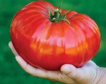 Pink Beefsteak,  Tomato,  Heirloom Garden Seeds   Open Pollinated  Container Gardening Vegetable NonGMO