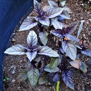 Dark Purple Opal, Basil, Heirloom Garden Seeds Open Pollinated Vegetable Seeds NonGMO image 1