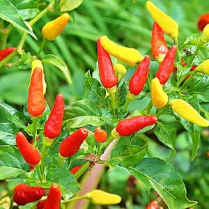 Tabasco, Hot Pepper, Heirloom Seeds, Open Pollinated Container Gardening Garden Seeds Vegetable Seeds Non-GMO