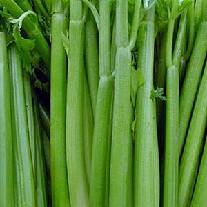 Tall Utah 52, Celery Seeds: Open Pollinated Container Gardening Non-GMO image 3