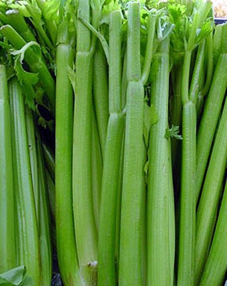 Tall Utah 52, Celery Seeds: Open Pollinated Container Gardening Non-GMO image 3