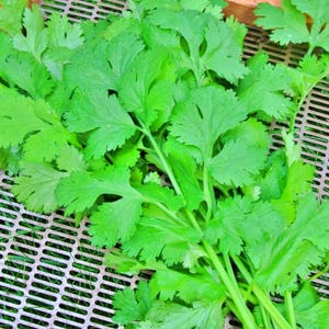 Cilantro (Coriander),  Rak Tamachat,  Heirloom Seeds, - Culinary & Medicinal Herb (Coriandrum sativum)