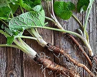 Watanabe Early,  Burdock (Gobo),  Heirloom Garden Seeds  (Arctium Lappa)  Culinary Herb  Non-GMO  Cool-season Open-pollinated.