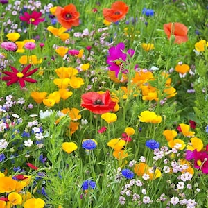 Western Wildflower, Mix, Heirloom Seeds, Flower Seeds Gardening Non-GMO