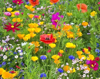 Western Wildflower Mix,   Heirloom Garden Seeds  Flower Seeds Gardening Non-GMO