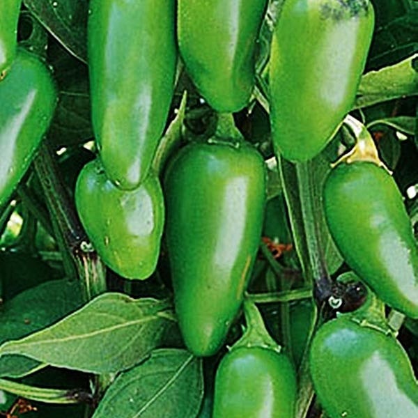 Early Jalapeno,  Hot Pepper,   Heirloom Garden Seeds  Open Pollinated   Vegetable Seeds   Non-GMO