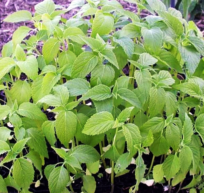 Chia Seeds Salvia Hispanica Medicinal Seeds Non-GMO Grow | Etsy