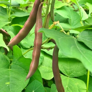 red swan bean red swan bean