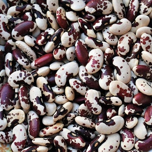 Jacob&#39;s Cattle, Dry Bean, Heirloom Seeds,  Open Pollinated Garden Seeds Container Gardening Vegetable Seeds Non-GMO