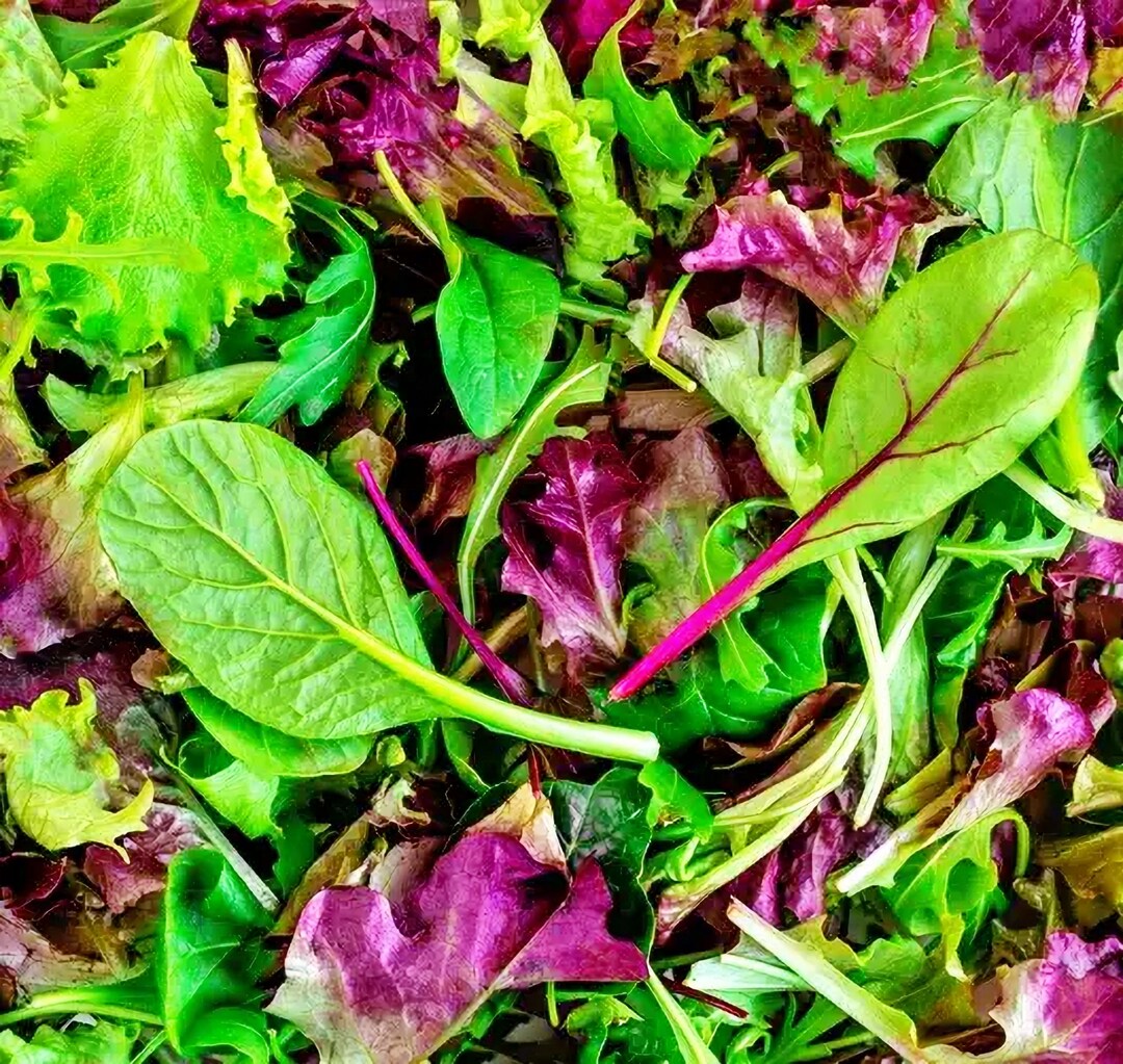 Mesclun Mix Mixed Greens, Lettuce, Heirloom Garden Seeds Naturally