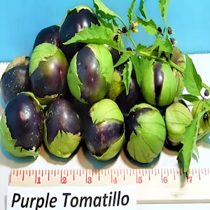 Purple, Tomatillo, Heirloom Seeds,   Open Pollinated   Vegetable Seeds Gardening   Non-GMO
