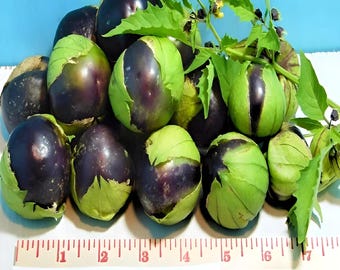 Purple, Tomatillo, Heirloom Seeds,   Open Pollinated   Vegetable Seeds Gardening   Non-GMO