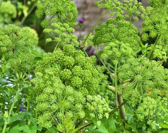 Garden Angelica,  Herb,  Heirloom Garden Seeds  Culinary & Medicinal Herbs   Non-GMO