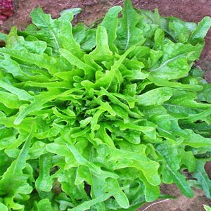Royal Oakleaf, Lettuce, Heirloom Garden Seeds Gourmet Gardening Fast Growing Open Pollinated Non-GMO image 2