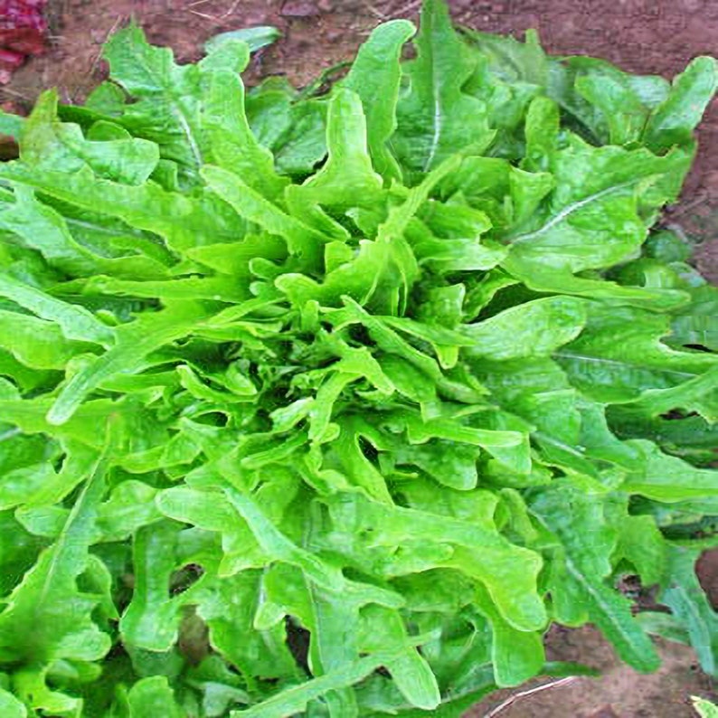 Royal Oakleaf, Lettuce, Heirloom Garden Seeds Gourmet Gardening Fast Growing Open Pollinated Non-GMO image 2