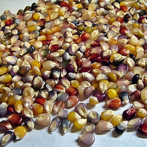 Glass Gem, Cherokee Popcorn, Heirloom Garden Seeds Original Strain Indescribably Beautiful Grown in USA Non-GMO image 6