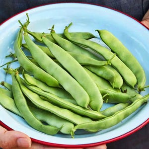 Forrester Romano, Bush Bean Seeds: Heirloom, Open Pollinated, Non-GMO