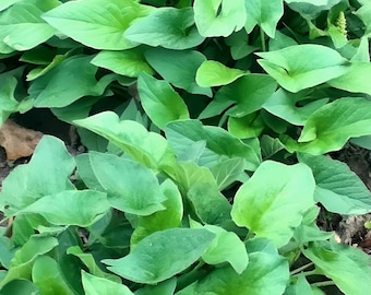 Good King Henry Seeds, Heirloom Perennial Vegetable, Non-GMO