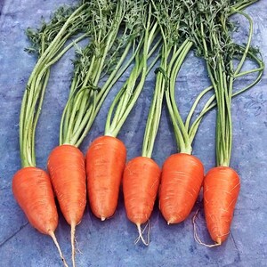 Red Cored Chantenay,  Carrot,   Heirloom Seeds,    Open Pollinated  Container Gardening  Vegetable Garden Non-GMO