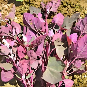 Orach Purple Mountain, Spinach Seeds: Open Pollinated Container Gardening Non-GMO