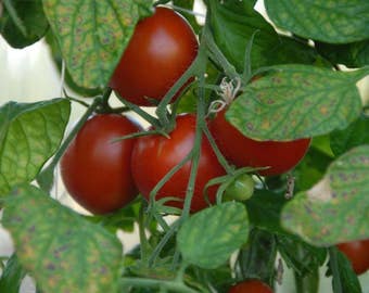 Polar Star,  Tomato,  Heirloom Garden Seeds   Garden Seed Non-GMO   Grown To Organic Standards Open Pollinated Gardening