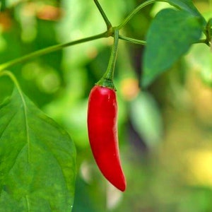 Birdseye Chilli,   Hot Pepper,   Heirloom Seeds,  Open Pollinated   Container Gardening   Garden Seeds   Vegetable Seeds   Non-GMO