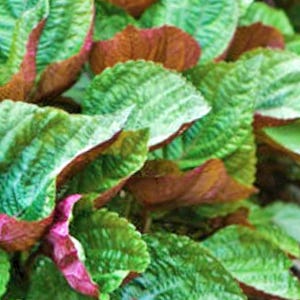 Heirloom Shiso Seeds: Jeok Ssam Perilla Variety (Bi-Color, Heat Tolerant)